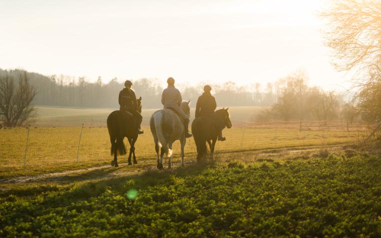Reiten am Gutshaus Ehmkendorf © MV-T, Gross