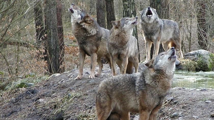 Das Wolfsrudel streift durch das Unterholz und stimmt zum großen Heulkonzert an