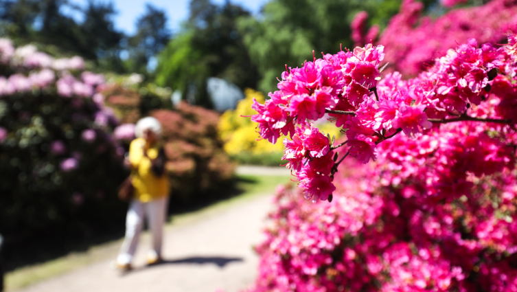 Rhododendronpark Ostseeheilbad Graal-Müritz © MV-T, Gohlke