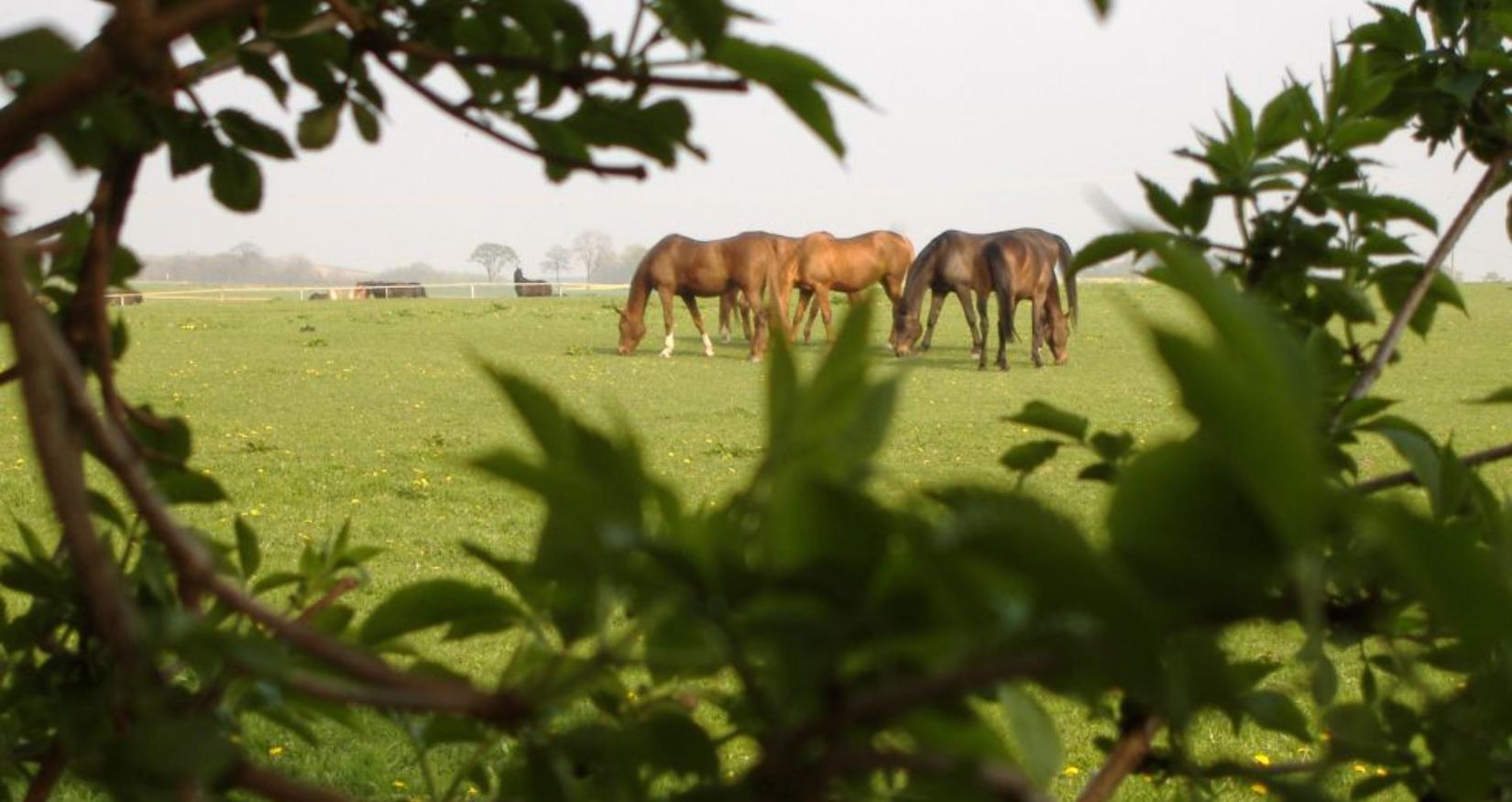 © Ferien- und Reiterhof Landgut Lischow