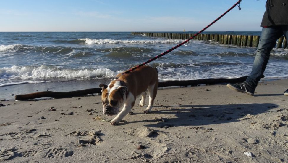 Dog at the beach, © VMO, J. Plünsch