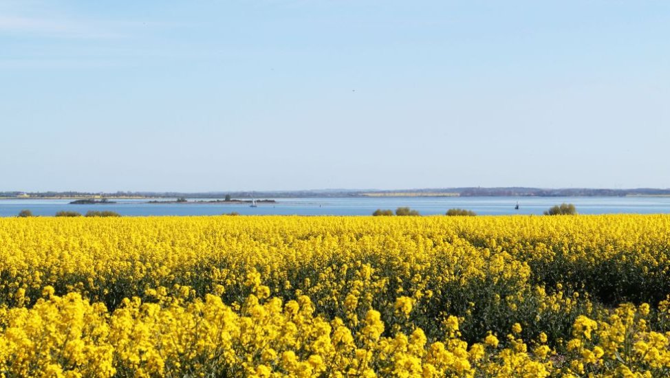 Rape blossom in Zierow, © Touristisches Informations- und Gemeindezentrum Zierow