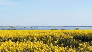Rape blossom in Zierow, © Touristisches Informations- und Gemeindezentrum Zierow