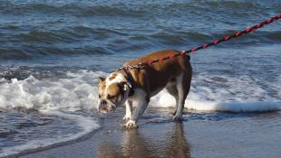 Auch Hunde brauchen Urlaub an der Ostsee, © VMO, J. Plünsch
