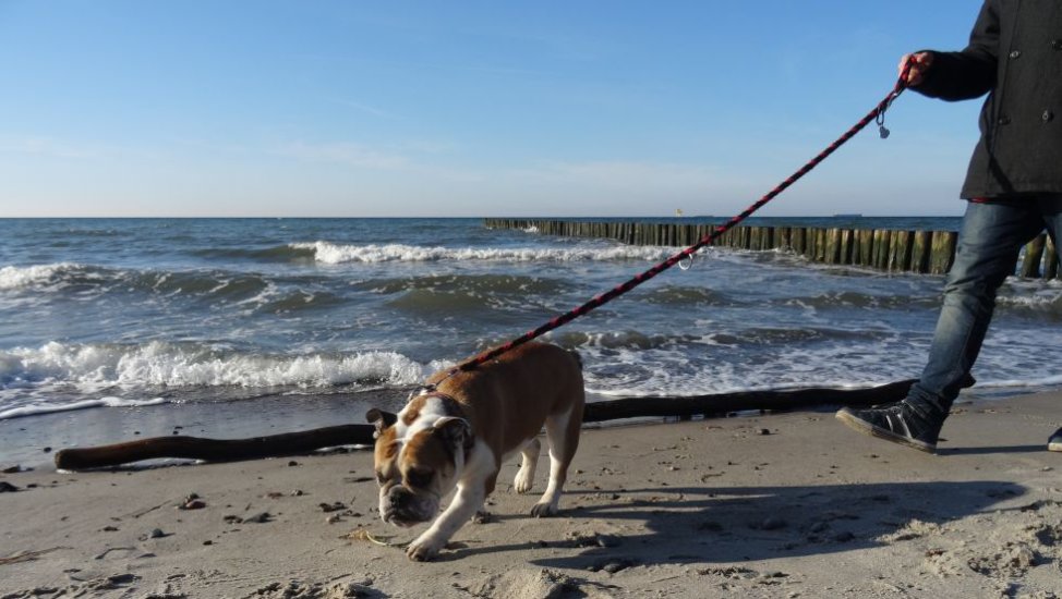 Strandspaziergang mit Hund, © VMO, J. Plünsch