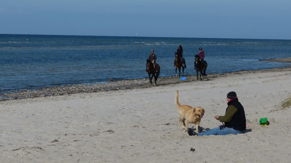 Strandurlaub mit Hund, © VMO, M. Jeschke