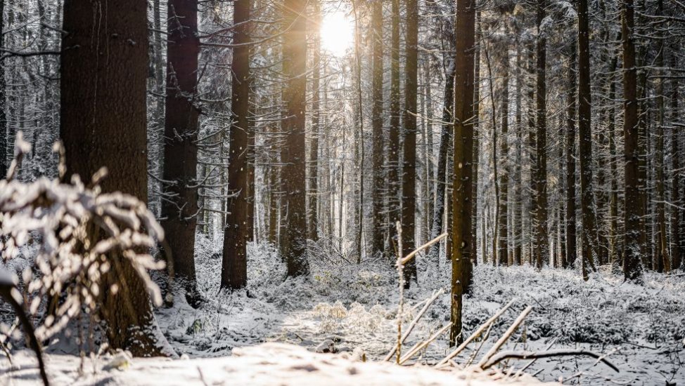 Winterliche Waldlandschaft, © Friederike Hegner