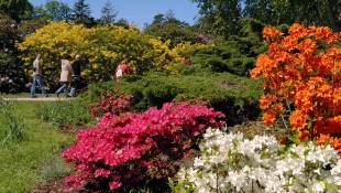 Blühender Rhododendron in Graal-Müritz, © TuK Graal-Müritz